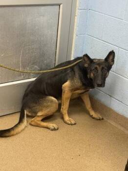 Donna -  Mixed Breed Dog for Adoption in Chamblee, Georgia - Donna | PetCurious