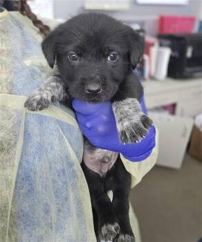 Mixed Breed Dogs Available for Adoption in Dallas, Texas - PATCH | PetCurious