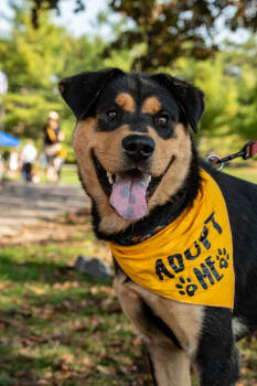 Rescue Mixed Breed Dogs for Adoption in Hawkestone, Ontario - Bronx | PetCurious