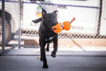 Bon Bon -  Labrador Retriever Dog for Adoption in Twentynine Palms, California - Bon Bon | PetCurious