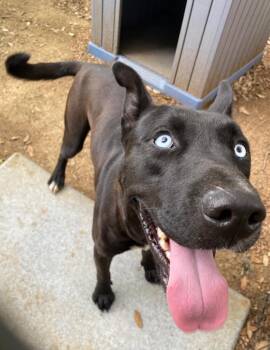 Labrador Retriever and Mixed Breed Dogs Available for Adoption in Lockhart, Texas - Storm | PetCurious