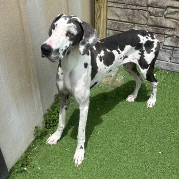 My little Pony 2563 -  Great Dane Dog for Adoption in Loxahatchee Groves, Florida - My Little Pony 2563 | PetCurious