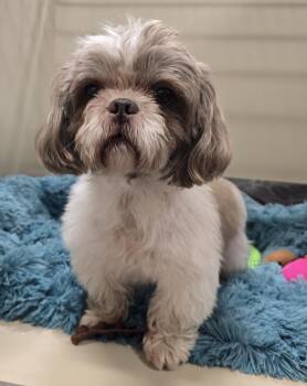 26-425 -  Shih Tzu Dog for Adoption in Lindenhurst, New York - 26-425 | PetCurious