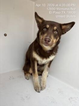 Shepherd and Mixed Breed Dogs Available for Adoption - 60781499 | PetCurious