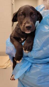 Mixed Breed Dogs Available for Adoption in Chillicothe, Ohio - Cone | PetCurious