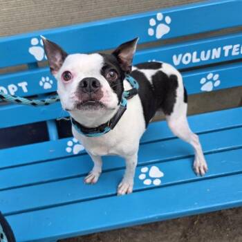 APOLLO -  Boston Terrier Dog for Adoption in Long Beach, California - APOLLO | PetCurious