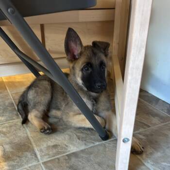 Milo / Koda -  Belgian Shepherd Malinois and German Shepherd Dog Dog for Adoption in Las Vegas, Nevada - Milo / Koda | PetCurious