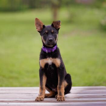 Rottweiler and German Shepherd Dog Dogs Available for Adoption in Kyle, Texas - FRANKLIN | PetCurious
