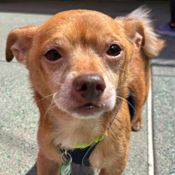 Splash 14370 -  Chihuahua Dog for Adoption in San Francisco, California - Splash 14370 | PetCurious