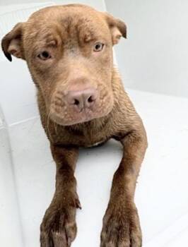 Labrador Retriever and Pit Bull Terrier Dogs Available for Adoption in Houston, Texas - A654681 | PetCurious