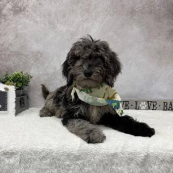 Jujube -  Poodle and Mixed Breed Dog for Adoption in Madison, Wisconsin - Jujube | PetCurious