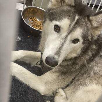 Mixed Breed Dogs Available for Adoption - Nanook | PetCurious