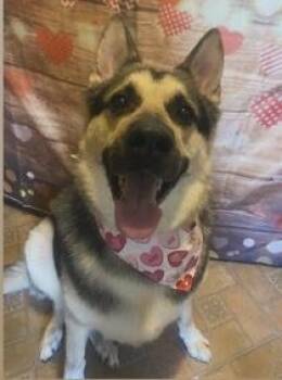 Ace -  German Shepherd Dog and Husky Dog for Adoption in Creston, California - Ace | PetCurious