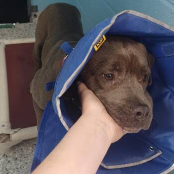 Star -  American Staffordshire Terrier and Mixed Breed Dog for Adoption in Hattiesburg, Mississippi - Star | PetCurious