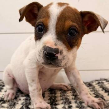 Mixed Breed Dogs Available for Adoption in Buffalo, Minnesota - Guano | PetCurious