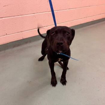 Mixed Breed Dogs Available for Adoption in Memphis, Tennessee - Lee | PetCurious