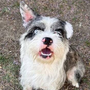 Bubba -  Miniature Schnauzer and Terrier Dog for Adoption in The Colony, Texas - Bubba | PetCurious