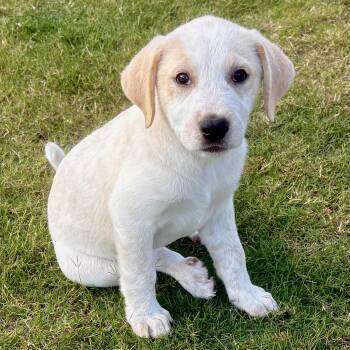 Elle -  Labrador Retriever Dog for Adoption in Tunica, Mississippi - Elle | PetCurious