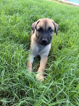 St. Petersburg -  Shepherd and Boxer Dog for Adoption in Phoenix, Arizona - St. Petersburg | PetCurious