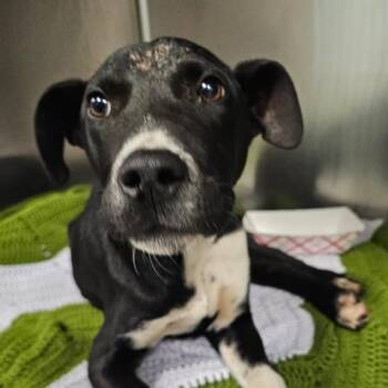 Pit Bull Terrier Dogs Available for Adoption - BRUEGGER | PetCurious