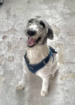 Labradoodle Dogs Available for Adoption in Clearwater, Florida - Geenie | PetCurious
