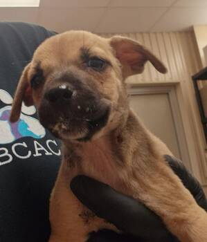 Paisley -  Mixed Breed Dog for Adoption in Bossier City, Louisiana - Paisley | PetCurious