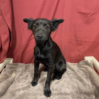 A611541 -  Chihuahua Dog for Adoption in Modesto, California - A611541 | PetCurious