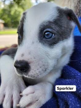 Sparkler -  Weimaraner and Pit Bull Terrier Dog for Adoption - Sparkler | PetCurious