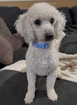 Miniature Poodle Dogs Available for Adoption in Floresville, Texas - Olaf  | PetCurious