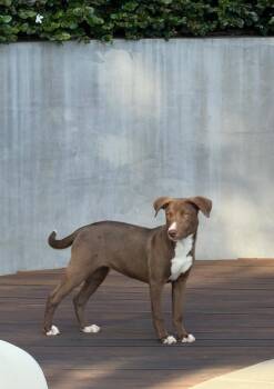 Cocoa -  Shepherd Dog for Adoption in Frazier Park, California - Cocoa | PetCurious