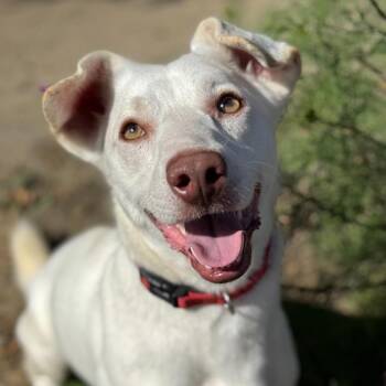 Rescue Terrier Dogs for Adoption in San Diego, California - Orpheus | PetCurious