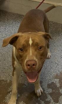 Sora -  Pit Bull Terrier Dog for Adoption in Mobile, Alabama - Sora | PetCurious