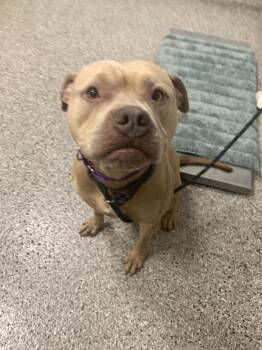 Pit Bull Terrier Dogs Available for Adoption in Vancouver, Washington - Koda | PetCurious