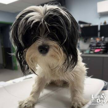 Parson -  Shih Tzu Dog for Adoption in Washington, District Of Columbia - Parson | PetCurious