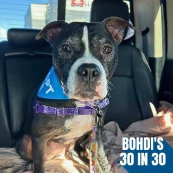 Pit Bull Terrier and Mixed Breed Dogs Available for Adoption in Richmond, Virginia - Lulu | PetCurious