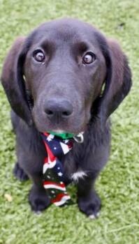 Sadie -  Great Pyrenees and Bloodhound Dog for Adoption in Newport, Kentucky - Sadie | PetCurious