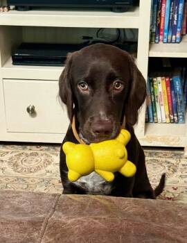 Winston -  Chocolate Labrador Retriever and Spaniel Dog for Adoption in Marion, Massachusetts - Winston | PetCurious