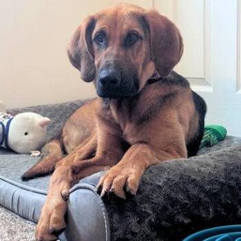 Bloodhound Dogs Available for Adoption - PLEASE HELP Edgar (KY) | PetCurious