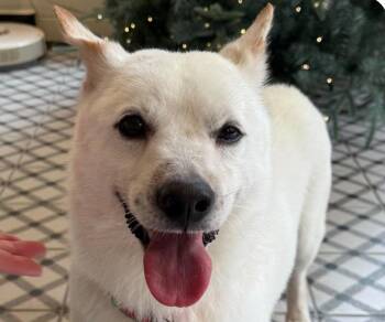 Vinny -  Jindo Dog for Adoption in San Ramon, California - Vinny | PetCurious