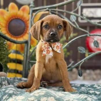 Brownie -  Boxer and Blue Lacy Dog for Adoption in Fairfield, Connecticut - Brownie | PetCurious