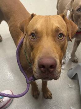 Rescue Labrador Retriever Dogs for Adoption in Baytown, Texas - DEVIN | PetCurious