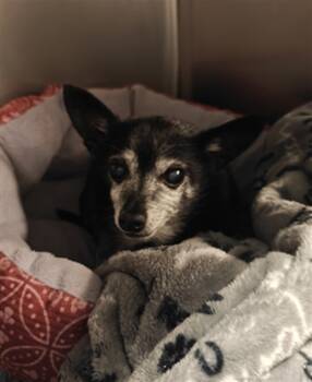 Rescue Chihuahua and Mixed Breed Dogs for Adoption in Santa Fe, New Mexico - SHADOW | PetCurious