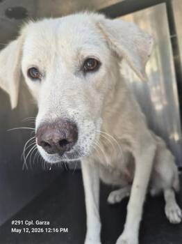 Husky Dogs Available for Adoption in San Antonio, Texas - JUNIPER | PetCurious