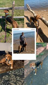 Hound Dogs Available for Adoption in Maidens, Virginia - Paulo | PetCurious