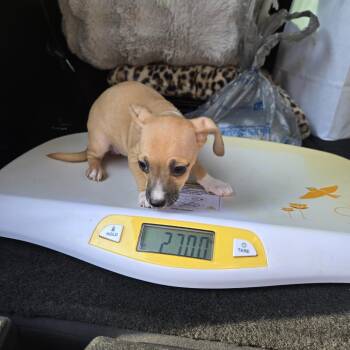 HF Puppy 4 -  Chihuahua and Mixed Breed Dog for Adoption in Montgomery, Texas - HF Puppy 4 | PetCurious
