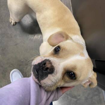 Boston Terrier Dogs Available for Adoption in Hannibal, Missouri - Jolly | PetCurious