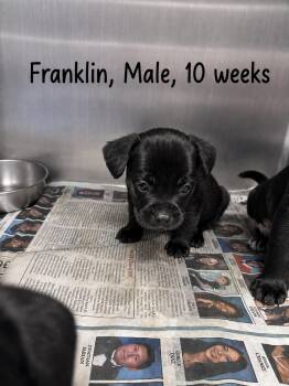Franklin -  Labrador Retriever Dog for Adoption in Carmel Hamlet, New York - Franklin | PetCurious