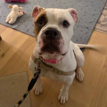 Star -  American Bulldog and Mixed Breed Dog for Adoption in Fredericksburg, Virginia - Star | PetCurious