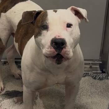 Mixed Breed Dogs Available for Adoption - LVH-Stray-12823 | PetCurious