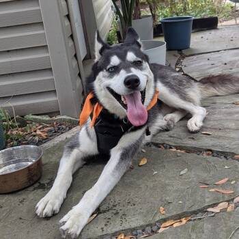 Rescue Mixed Breed Dogs for Adoption in Houston, Texas - Philip II Of Macedonia | PetCurious